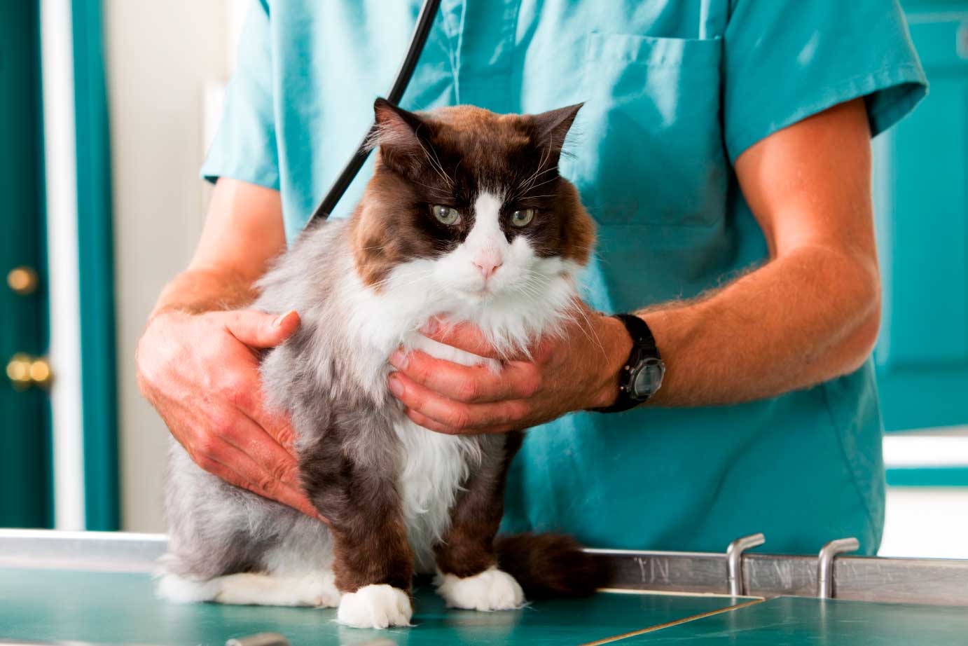 veterinario con gato en consulta
