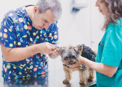Revisión perro en Els Llops Clinica Veterinaria Castelldefels