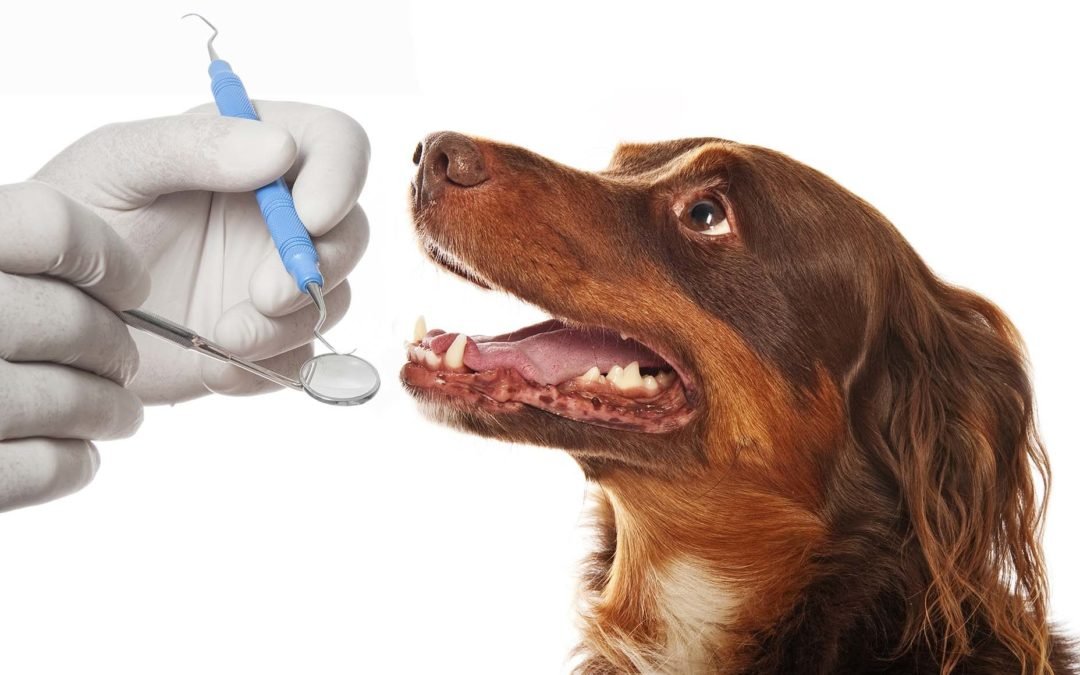¿Por qué realizar una higiene bucal a tu mascota?