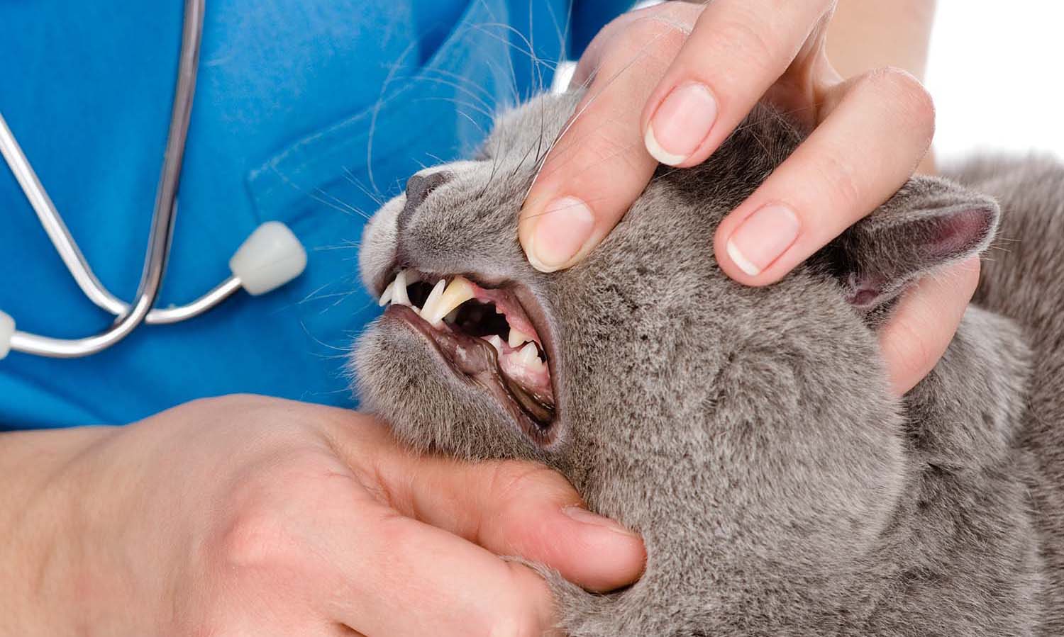higiene bucal gato